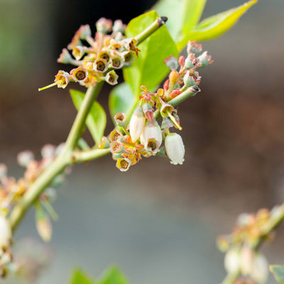 Premier Blueberry Bush