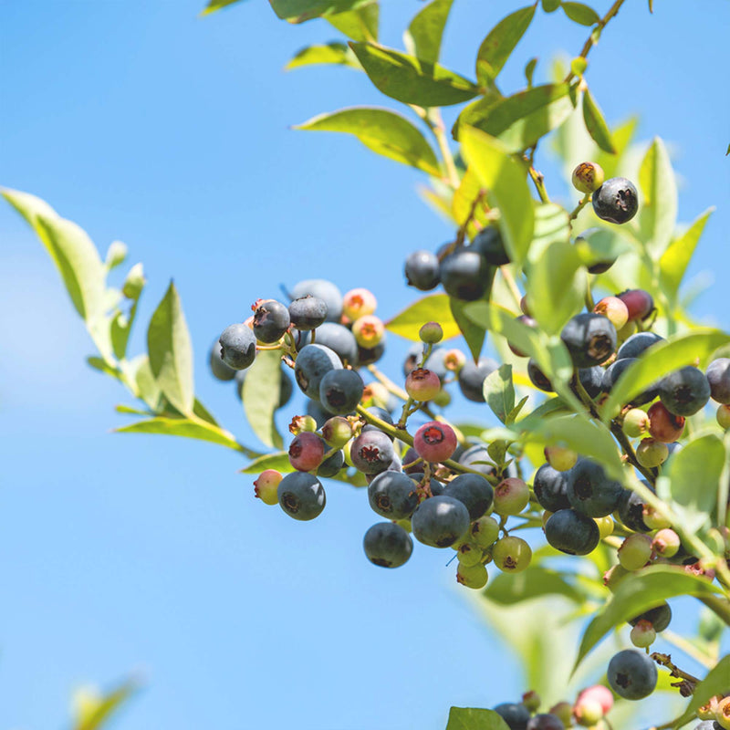 Premier Blueberry Bush