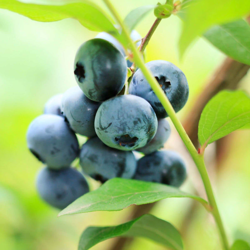 Premier Blueberry Bush