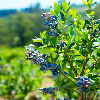 Rebel Blueberry Bush