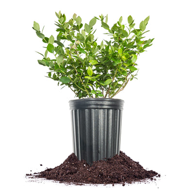 Rebel Blueberry Bush