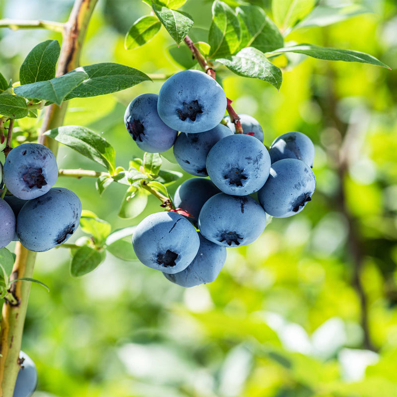 Rebel Blueberry Bush