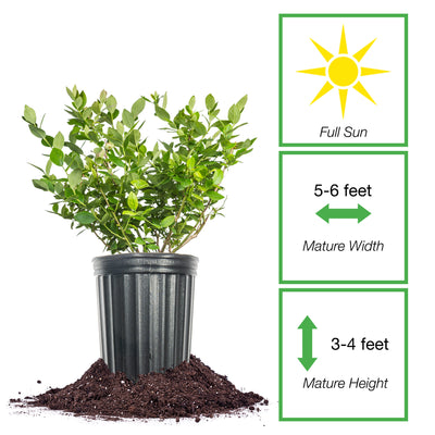 Rebel Blueberry Bush