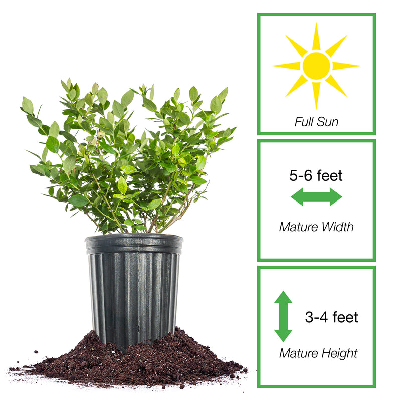 Rebel Blueberry Bush