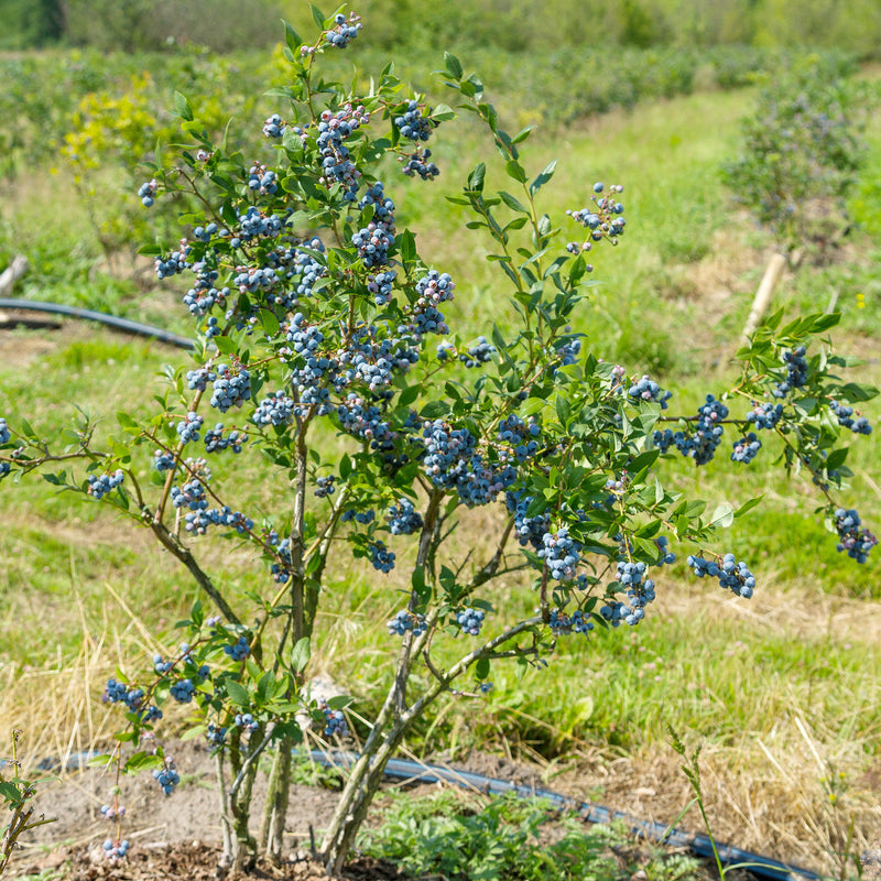 Duke Blueberry Bush