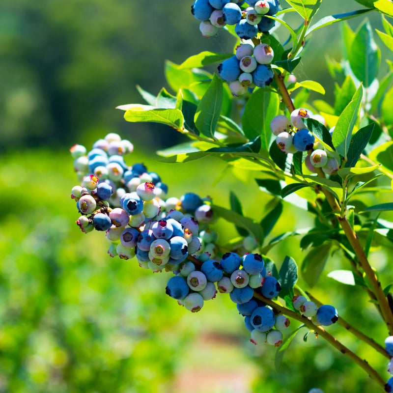 Duke Blueberry Bush