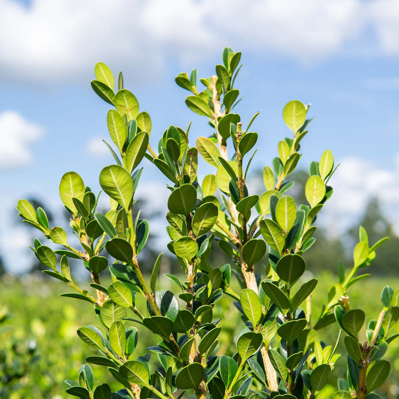 Japanese Boxwood