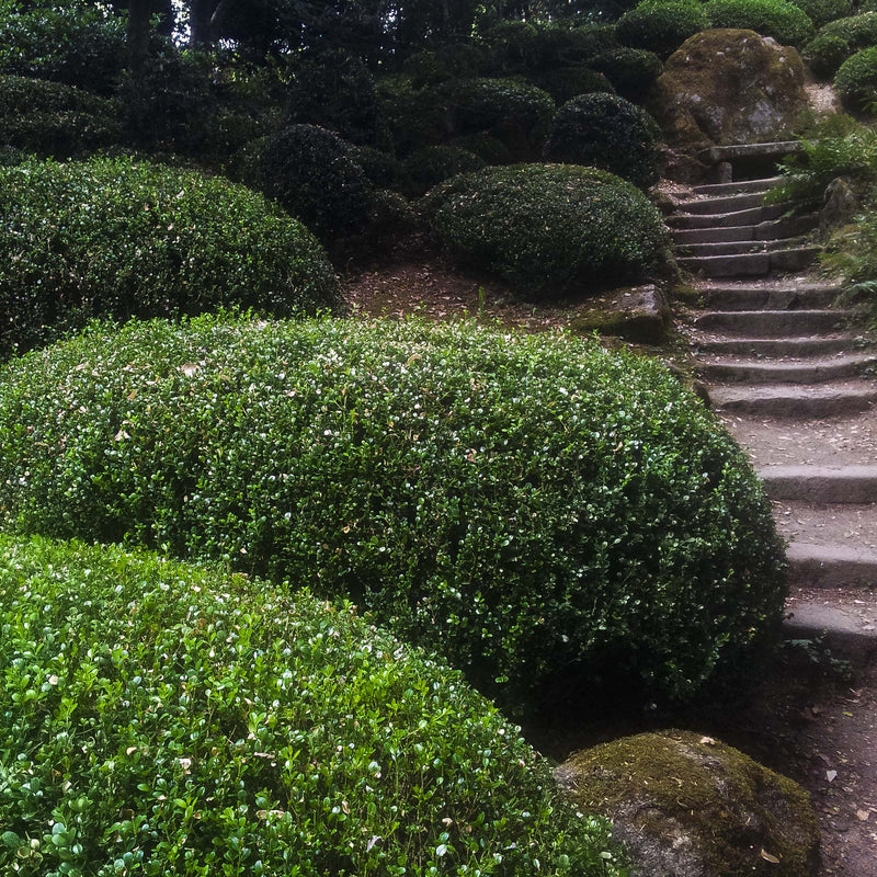 Japanese Boxwood