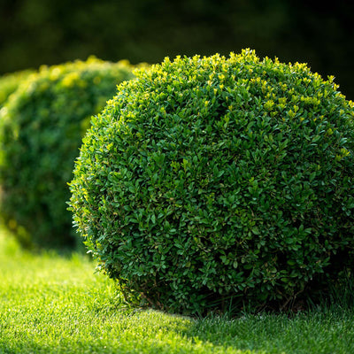 Japanese Boxwood