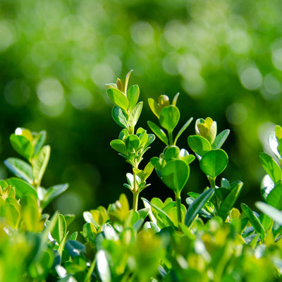 NewGen Freedom® Boxwood