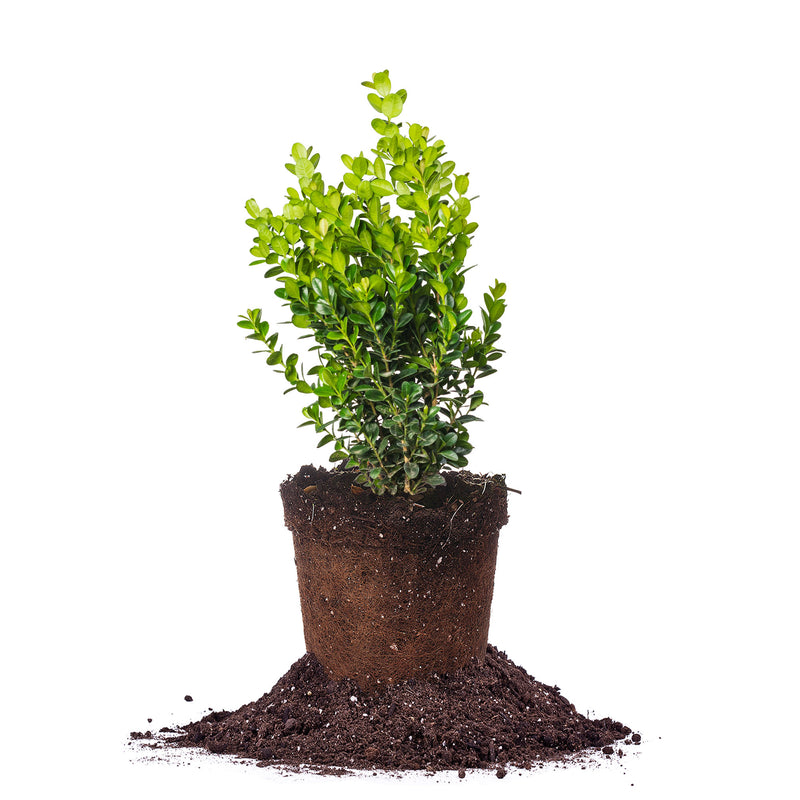 NewGen Freedom® Boxwood