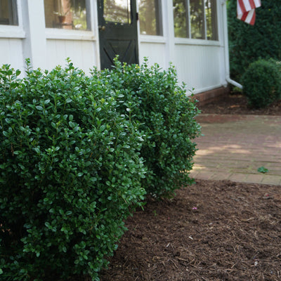 NewGen Freedom® Boxwood