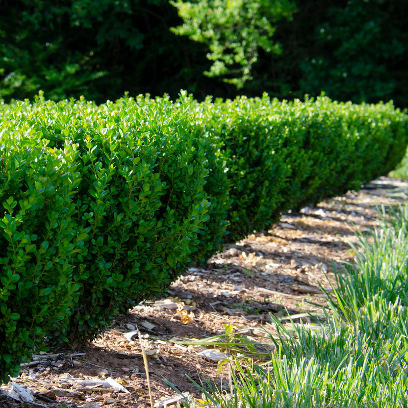 NewGen Freedom® Boxwood