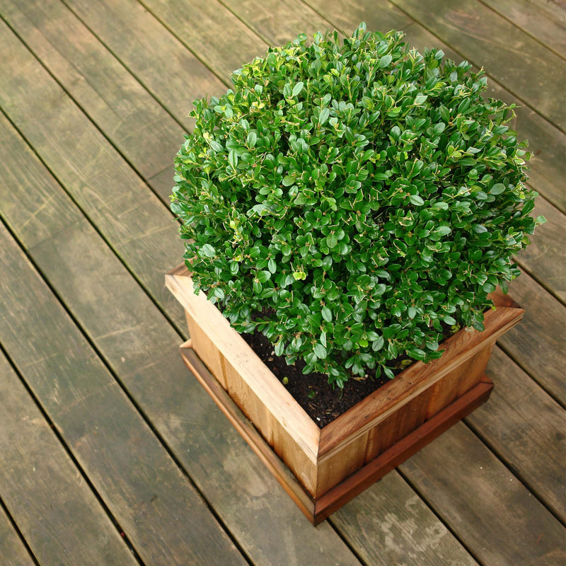 Sprinter Boxwood