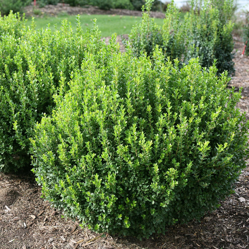 Sprinter Boxwood