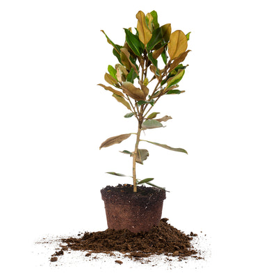 Bracken's Brown Beauty Magnolia Tree