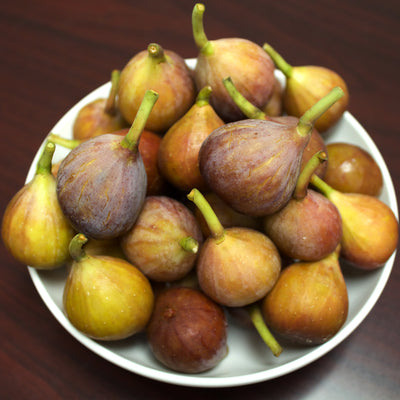 Brown Turkey Fig Tree