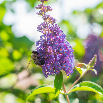 Nanho Blue Butterfly Bush