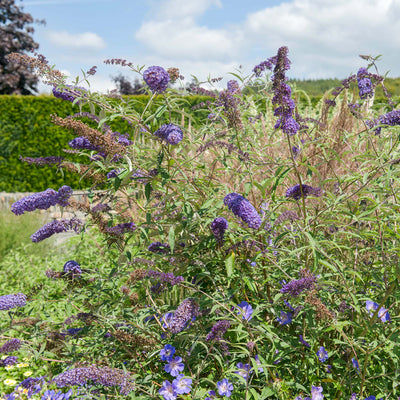 Nanho Blue Butterfly Bush