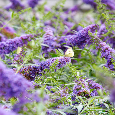 Nanho Blue Butterfly Bush