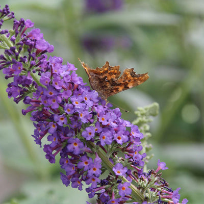 Nanho Blue Butterfly Bush