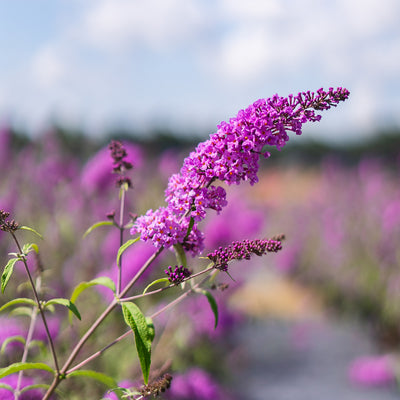 Pink Delight Butterfly Bush