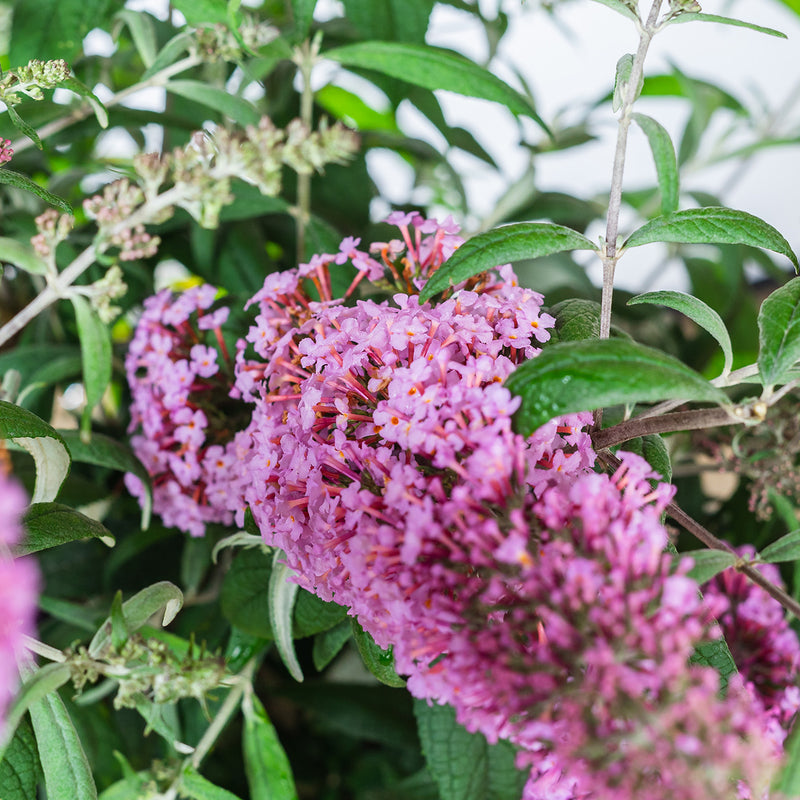 Pink Delight Butterfly Bush