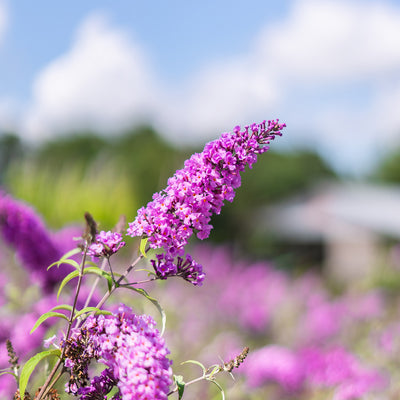 Pink Delight Butterfly Bush