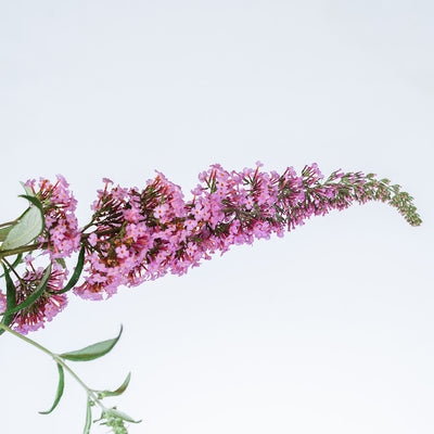 Pink Delight Butterfly Bush