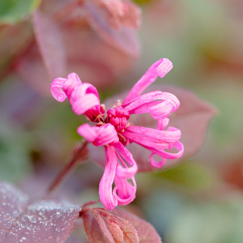 Ruby Loropetalum