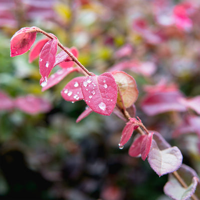 Ruby Loropetalum