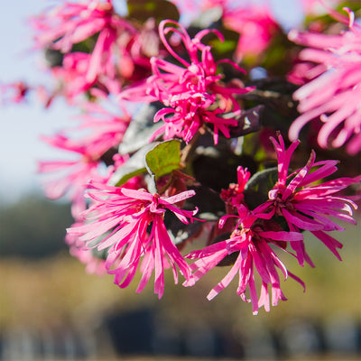 Ruby Loropetalum