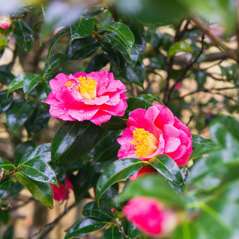 ShiShi Gashira Camellia