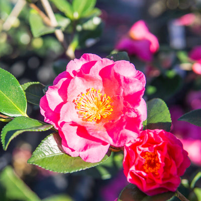 ShiShi Gashira Camellia
