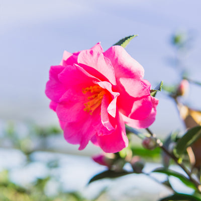 ShiShi Gashira Camellia