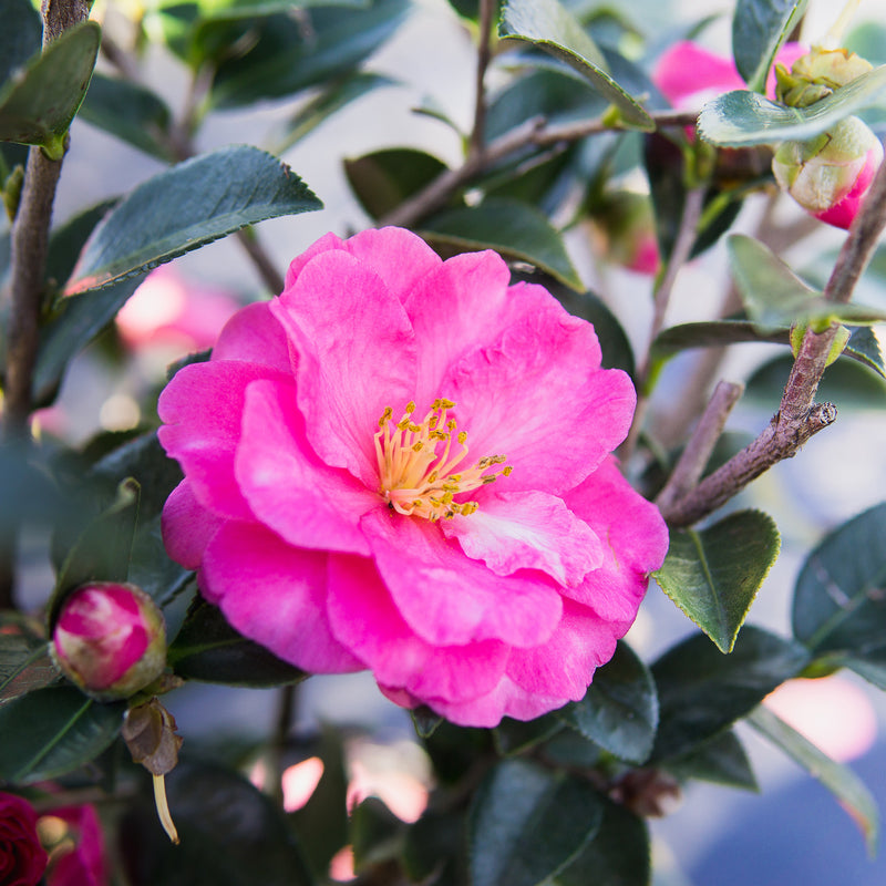 ShiShi Gashira Camellia
