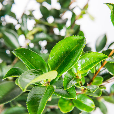 ShiShi Gashira Camellia