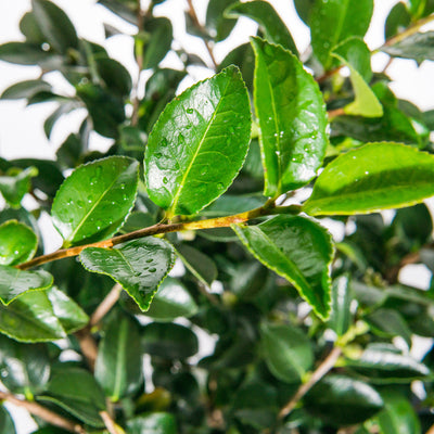 ShiShi Gashira Camellia