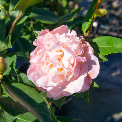 High Fragrance Camellia