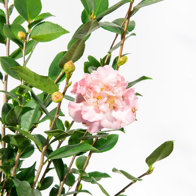 High Fragrance Camellia