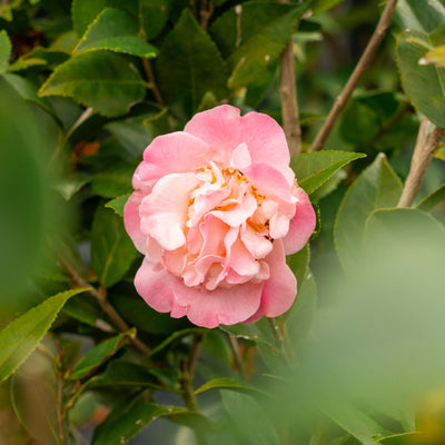 High Fragrance Camellia