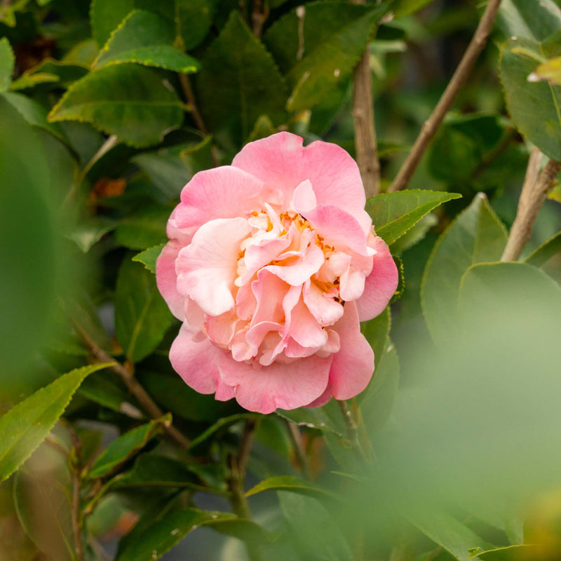 High Fragrance Camellia