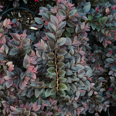 Cerise Charm® Loropetalum