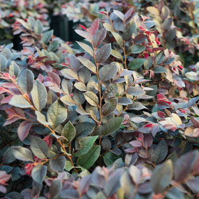 Cerise Charm® Loropetalum