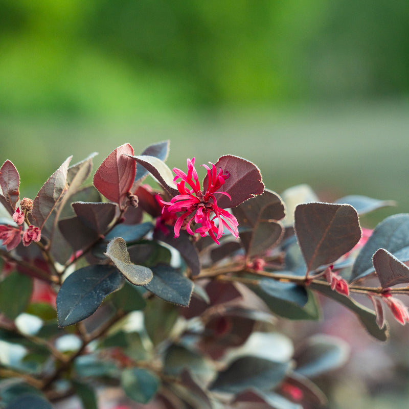 Cerise Charm® Loropetalum