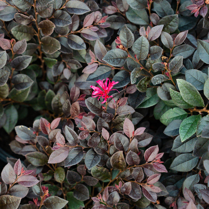 Cerise Charm® Loropetalum