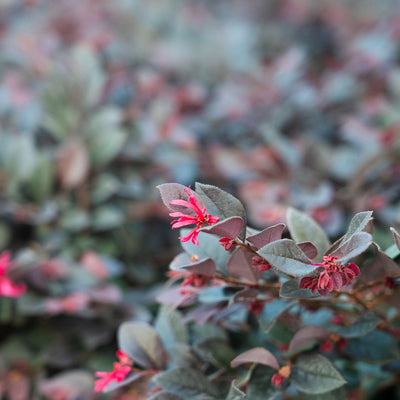 Cerise Charm® Loropetalum