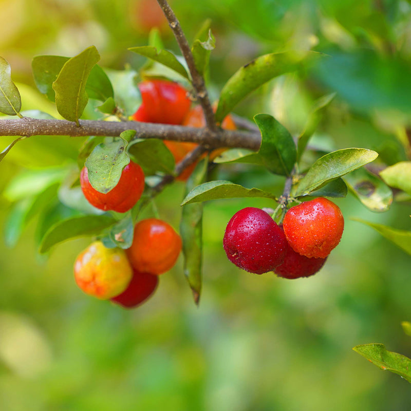 Barbados Cherry