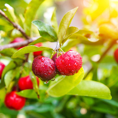 Barbados Cherry