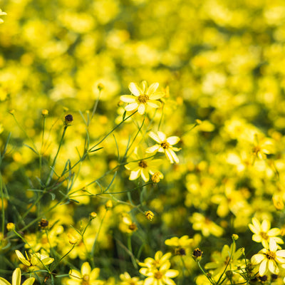 Threadleaf Coreopsis Moonbeam